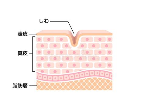 Skin Aging Cross Section Stock Illustrations 122 Skin Aging Cross