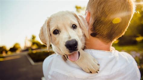 Essential Tips For First Time Pet Owners Yardbarker