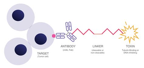 Taking Aim With Antibody Drug Conjugates