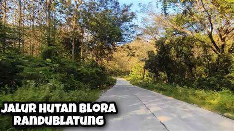 Jalur Blora Randublatung Terbaru Menerobos Hutan Jati Yang Lebat Youtube