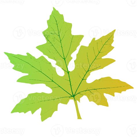 maple leaf shape 24994710 PNG