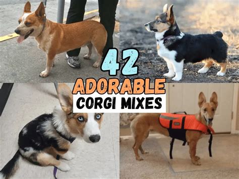 42 Adorable Corgi Mixes You Have To See To Believe