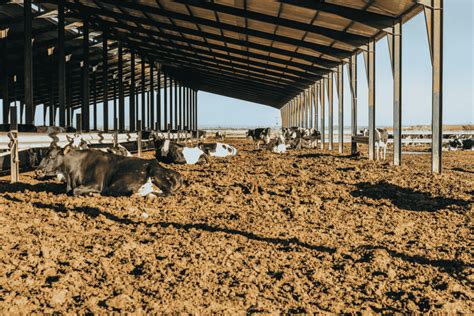 Compost Barn saiba como aplicá lo na sua fazenda Schemaq