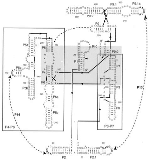 Figure 1 From Formation Of A GNRA Tetraloop In P5abc Can Disrupt An