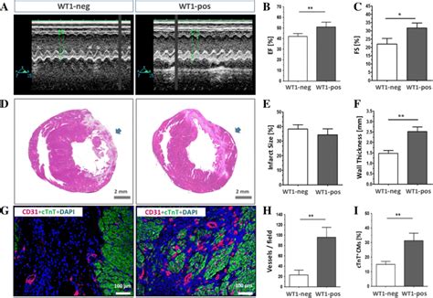 Cardiac Repair Of Wilms Tumor Factor 1 Wt1 Positive Wt1pos Cells Download Scientific