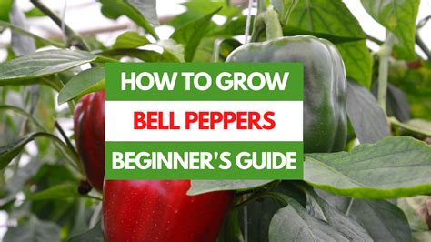 How to Grow Bell Peppers - A Beginner's Guide - Gardening Eats