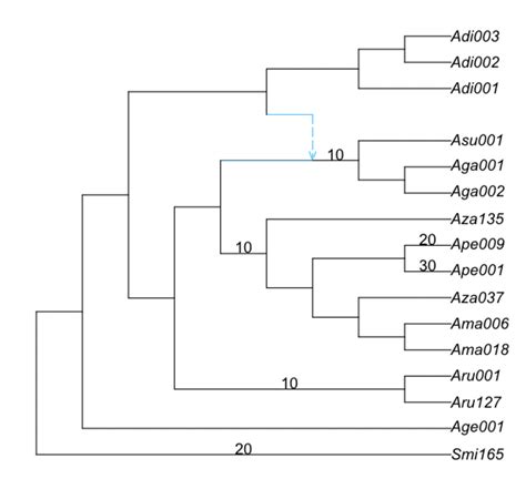 Phylogenetic networks with SNaQ | SNaQ Tutorial