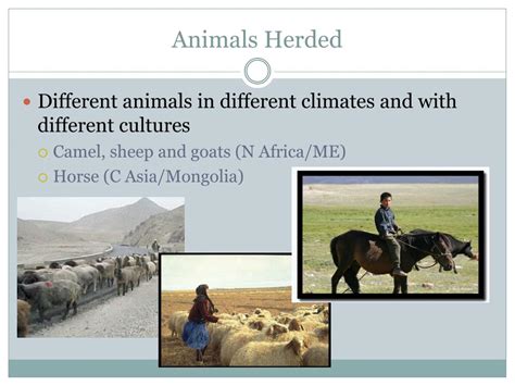 PPT - Nomadic Herding PowerPoint Presentation, free download - ID:2653509