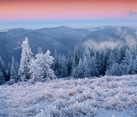 Nascer Do Sol Bonito Do Inverno As árvores Cobertos De Neve Na