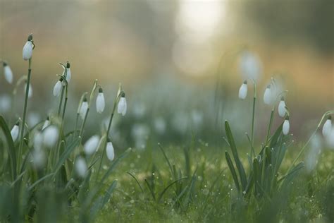 Fondos De Pantalla Luz De Sol Hojas Agua Naturaleza Césped Campo