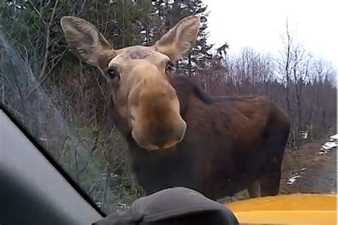 Experiencing A Moose Safari In Maine