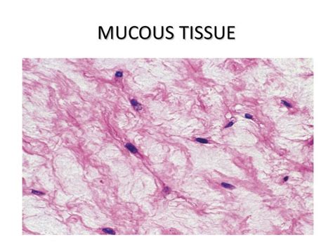 Connective tissue presentation2