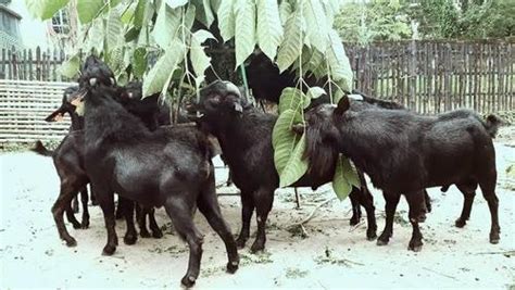 Pure Black Bengal Live Healthy Goat Weight 250 Kilograms Gender Both