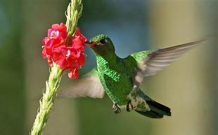 Beija Flor Verde Polytmus Theresiae Wikiaves A Enciclop Dia Das