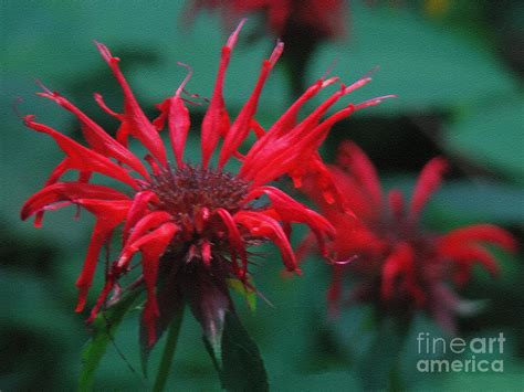 Red Hot Fire Photograph By Sue Melvin Fine Art America