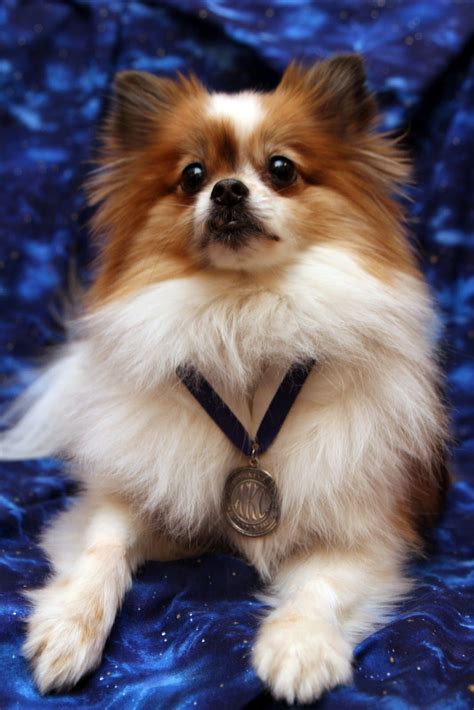 Маленькие Собачки Для Аллергиков – Telegraph