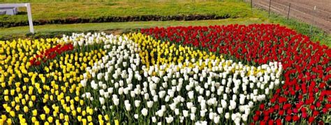 Garden Rosalyn - New Tulip Garden - Love La Conner Blog - Love La Conner