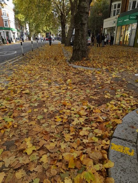 More Autumn Leaves Falling Than Usual Say LB Hounslow Chiswick