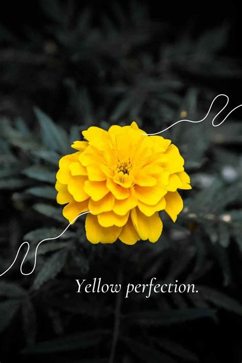 Marigold Flower Meaning and Symbolism. - SimplyBeyondHerbs