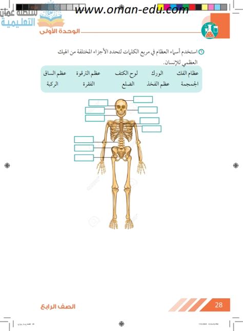 الريادة علوم الدرس الثاني الهيكل العظمي للإنسان للصف الرابع