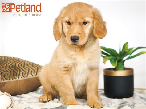 Golden Retriever Breeders Florida
