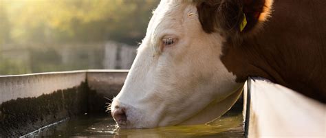 Better water quality for animals provides greater well-being