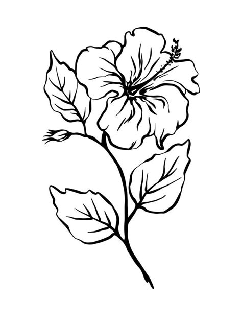 Hibiscus Vector Hand Drawn Black And White Botanical Illustration Of