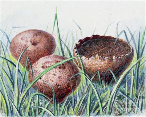 Study Of Fungus Painting By Josef Fleischmann Fine Art America