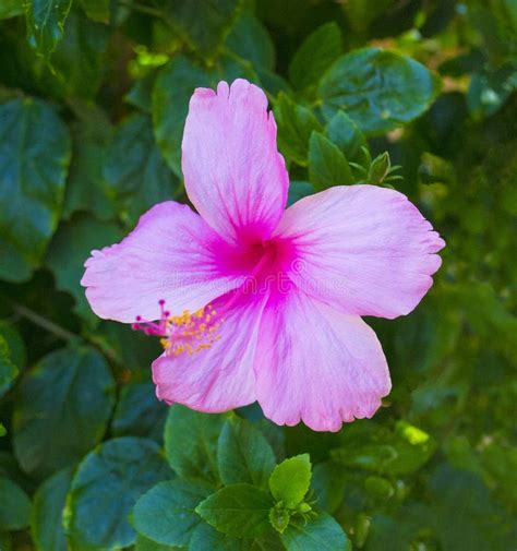 Red Hibiscus Flower Isolated On White Background Stock Photo Image Of