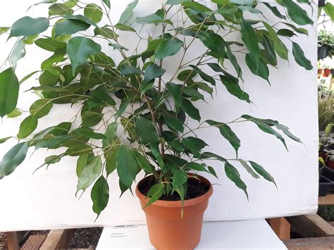 Jmbamboo 6 Pot Weeping Fig Tree Ficus Benjamina Easy To Grow Gardening Supplies