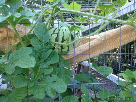 Growing Watermelons On A Trellis Fence Or A Chicken Coop Hawk Hill