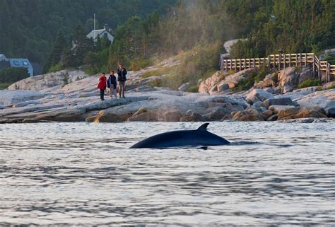 Best Things To Do In Quebec: Let's Go Whale Watching in Tadoussac ...