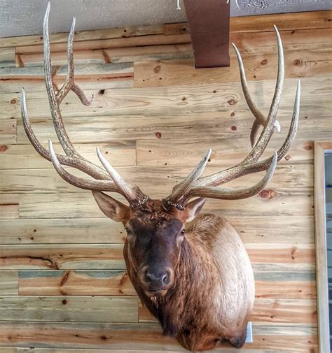 Pin By Joshua J Cadwell On Elk Mounts Mounted Antlers Taxidermy