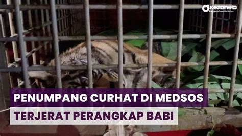 Hari Dirawat Harimau Sumatera Yang Terjerat Perangkap Babi Di Madina