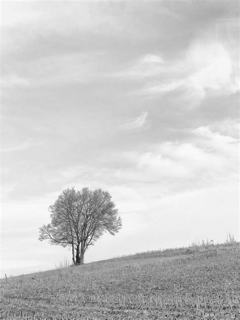 Yapasfoto Photo Arbre Photo En Noir Noir Et Blanc