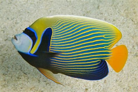 Pomacanthus Imperator Emperor Angelfish Adult Reefshop