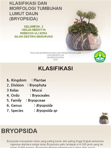 Klasifikasi Dan Morfologi Bryopsida Lumut Daun Pdf