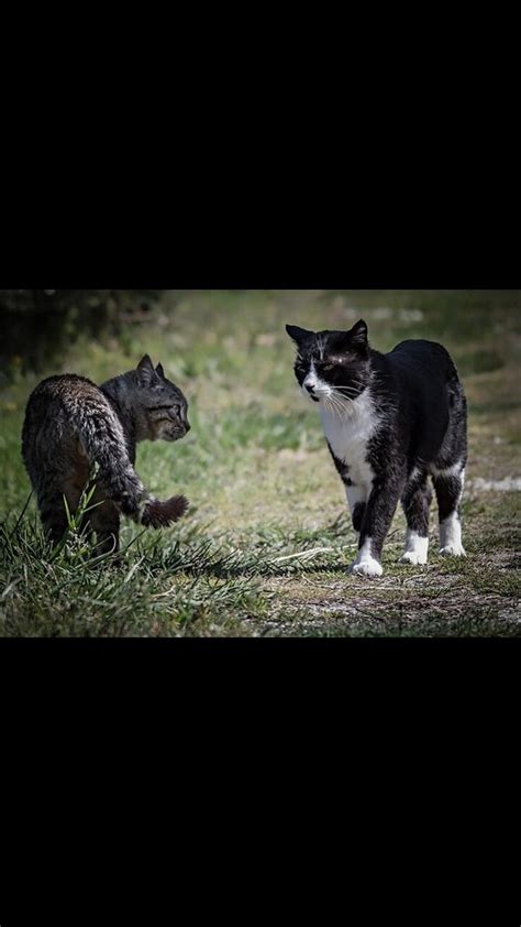 Super angry cats fighting - One News Page VIDEO