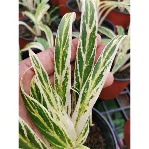 Crazy Sales Aglaonema Bamboo Aglonema Bai Kaw Pokok Rare