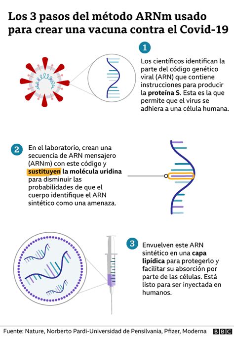 Covid 19 los 3 pasos del revolucionario método ARNm usado para crear