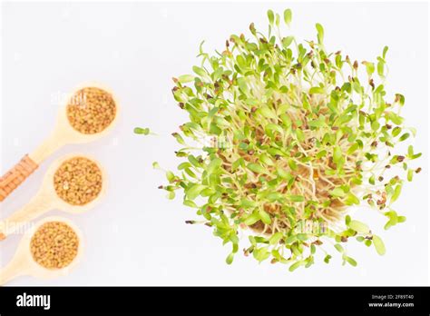 Organic Sprouts Of Alfalfa Medicago Sativa Stock Photo Alamy