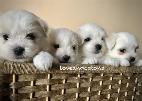 Cuccioli And Cuccioli 5