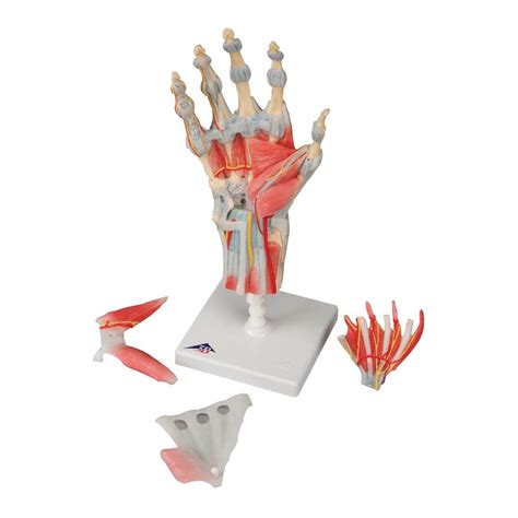 Hand Skeleton Model With Ligaments And Muscles Labworld Co Uk