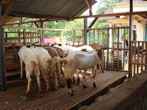 Toko Kambing Potong Asumsi Kebutuhan Kambing Domba Di Indonesia