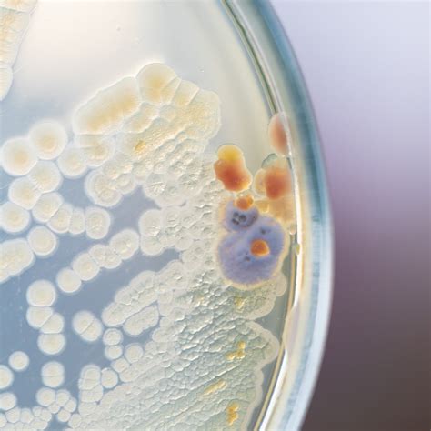 Mycoscience Preservative Challenge Testing Vs Microbial Aerosol