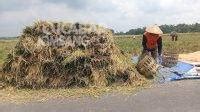 Masa Panen Pertama Hasil Gabah Petani Mojowarno Jombang Meningkat