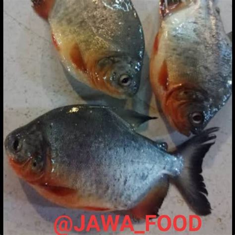 Jual IKAN BAWAL FRESH 1kg Shopee Indonesia