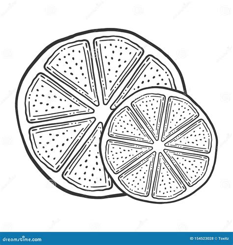 Fresh Lemon Slice Half Of Orange Vector In Doodle And Sketch Style