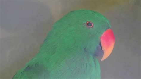 Burung Nuri Bayan Hijau Eclectus Parrot Eclectus Roratus Youtube