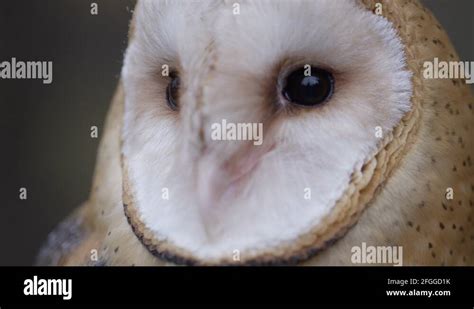 Barn owl eyes Stock Videos & Footage - HD and 4K Video Clips - Alamy